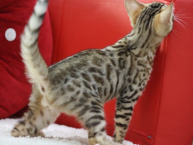 ベンガルの子猫画像