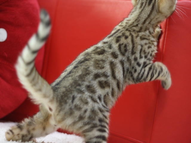ベンガルの子猫画像