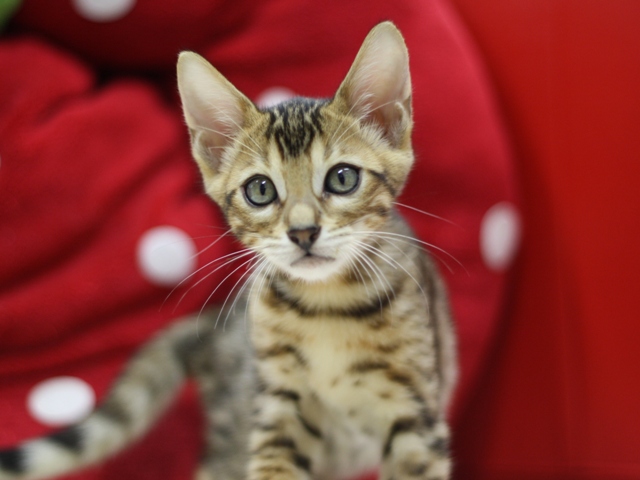 ベンガルの子猫画像
