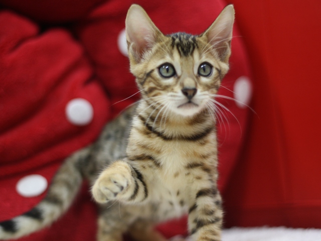 ベンガルの子猫画像