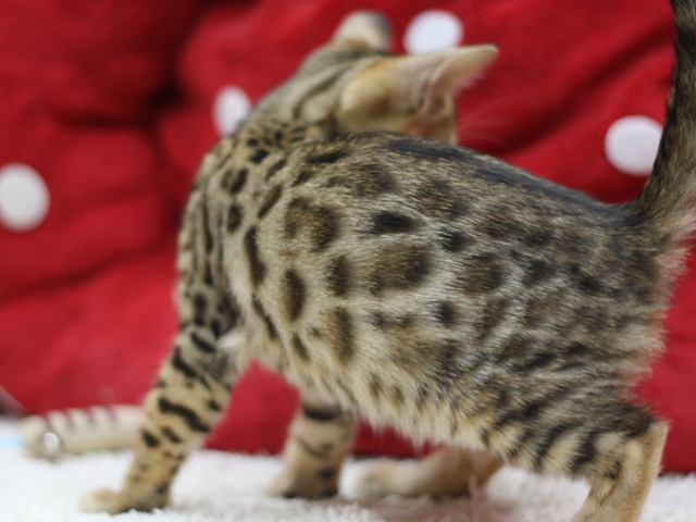 ベンガルの子猫画像