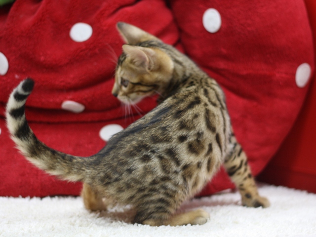 ベンガルの子猫画像