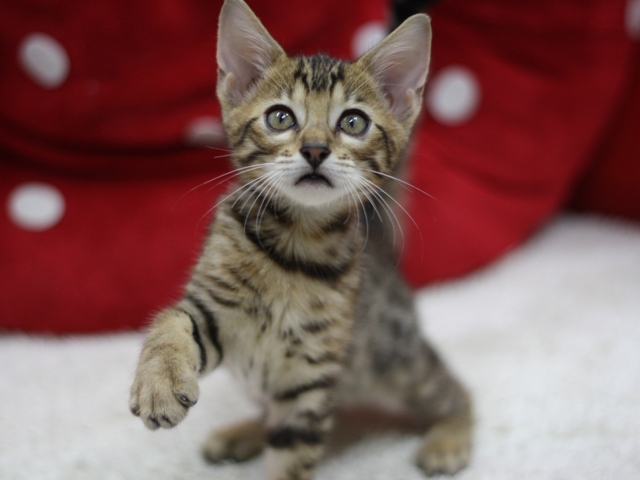 ベンガルの子猫画像