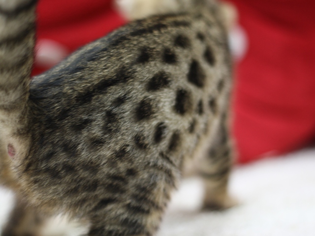 ベンガルの子猫画像