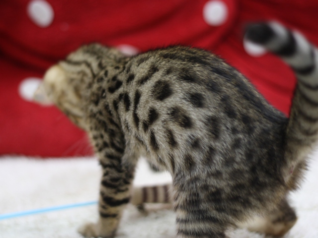 ベンガルの子猫画像