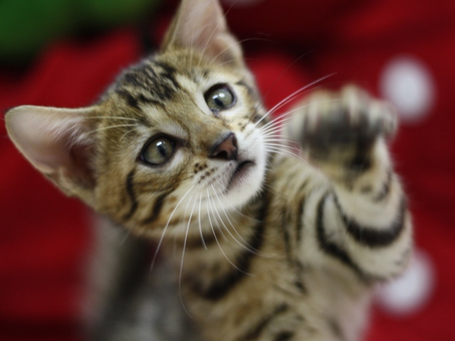 ベンガルの子猫画像