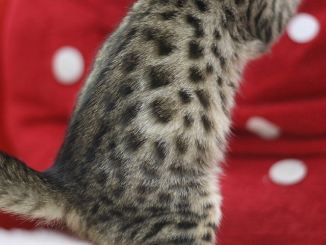ベンガルの子猫画像