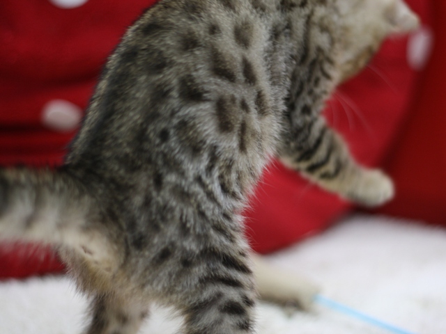 ベンガルの子猫画像