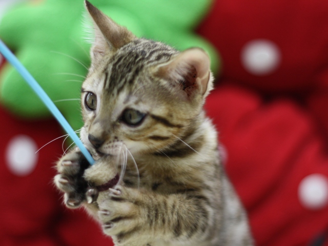 ベンガルの子猫画像