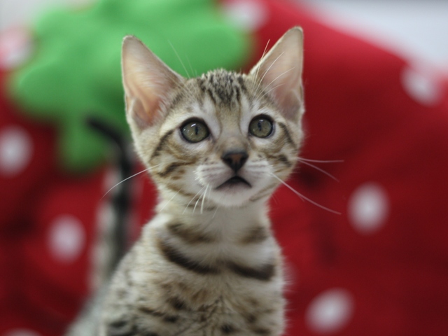 ベンガルの子猫画像