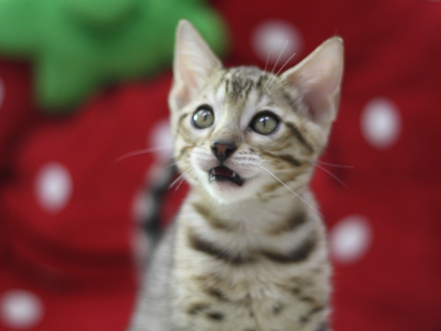 ベンガルの子猫画像