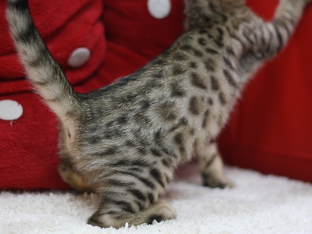 ベンガルの子猫画像