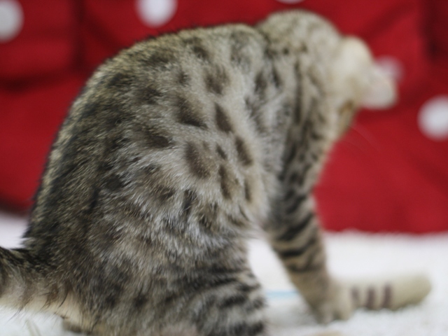 ベンガルの子猫画像