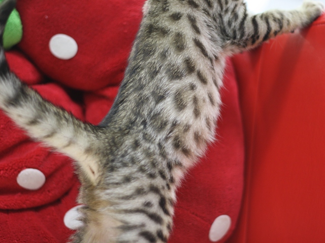ベンガルの子猫画像