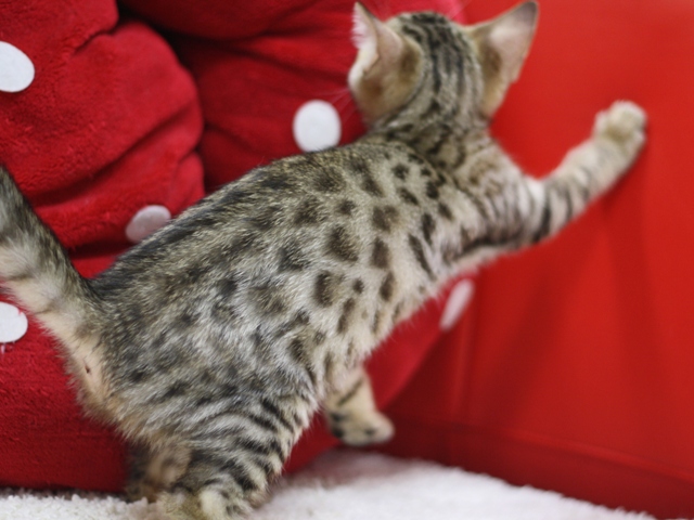ベンガルの子猫画像