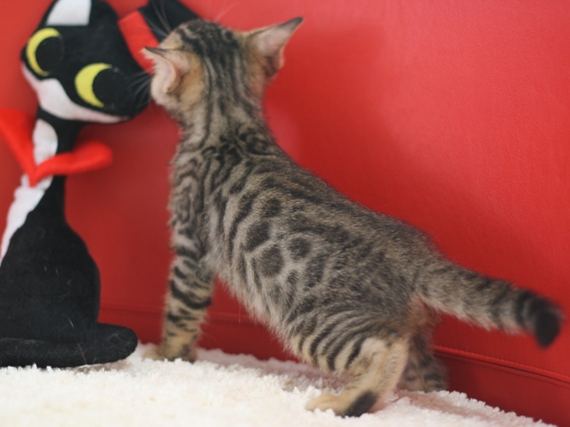 ベンガルの子猫画像