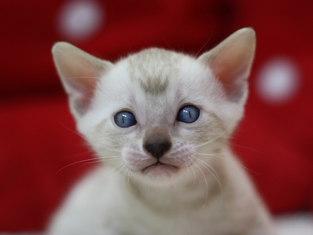ベンガルの子猫画像