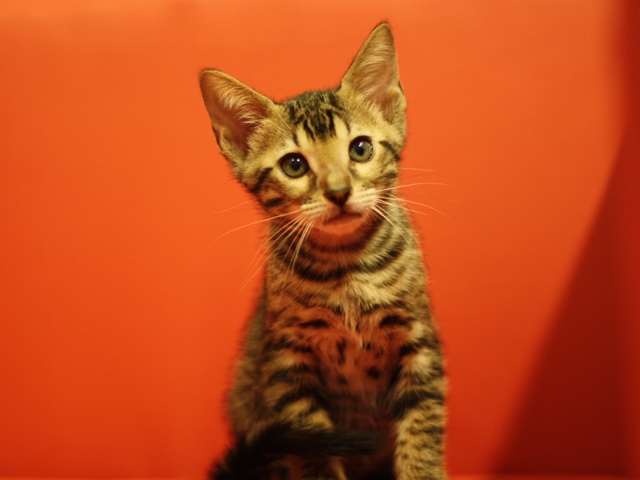 ベンガルの子猫画像