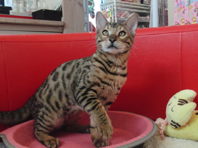 ベンガルの子猫画像