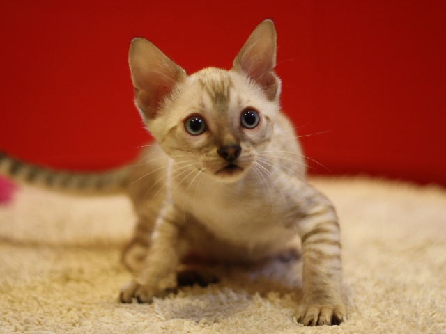 ベンガルの子猫画像