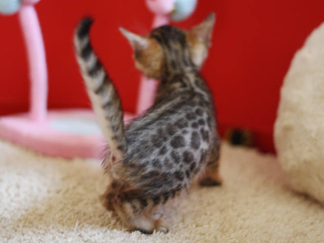 ベンガルの子猫画像