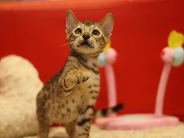 ベンガルの子猫画像