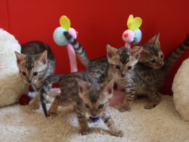 ベンガルの子猫画像