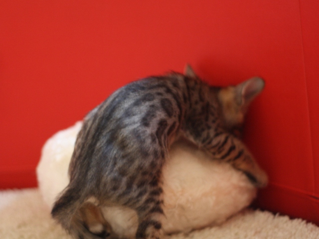 ベンガルの子猫画像