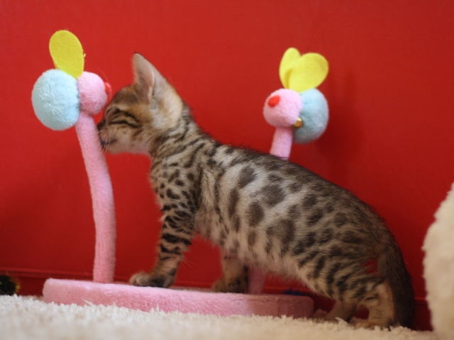 ベンガルの子猫画像