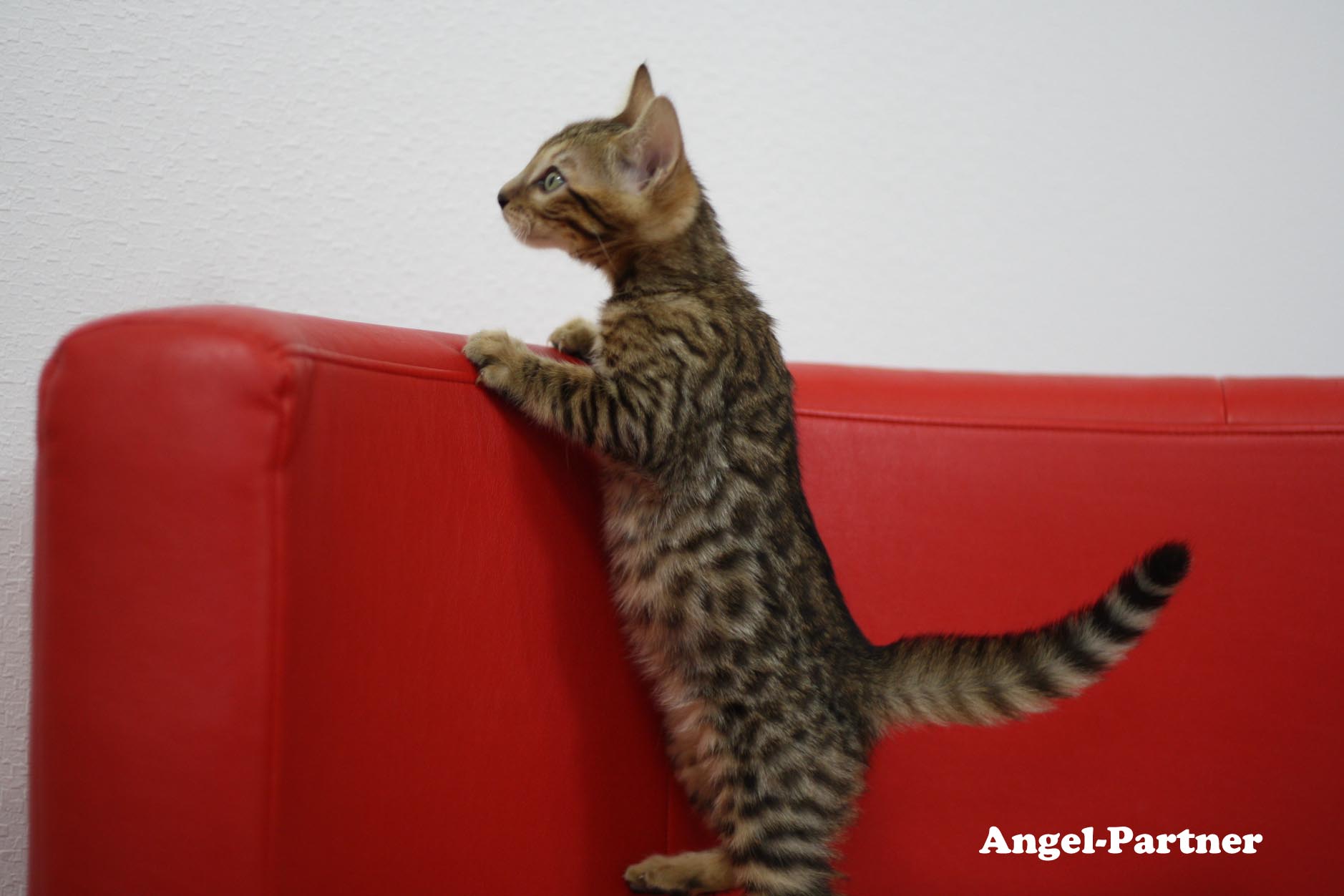 ベンガルの子猫画像