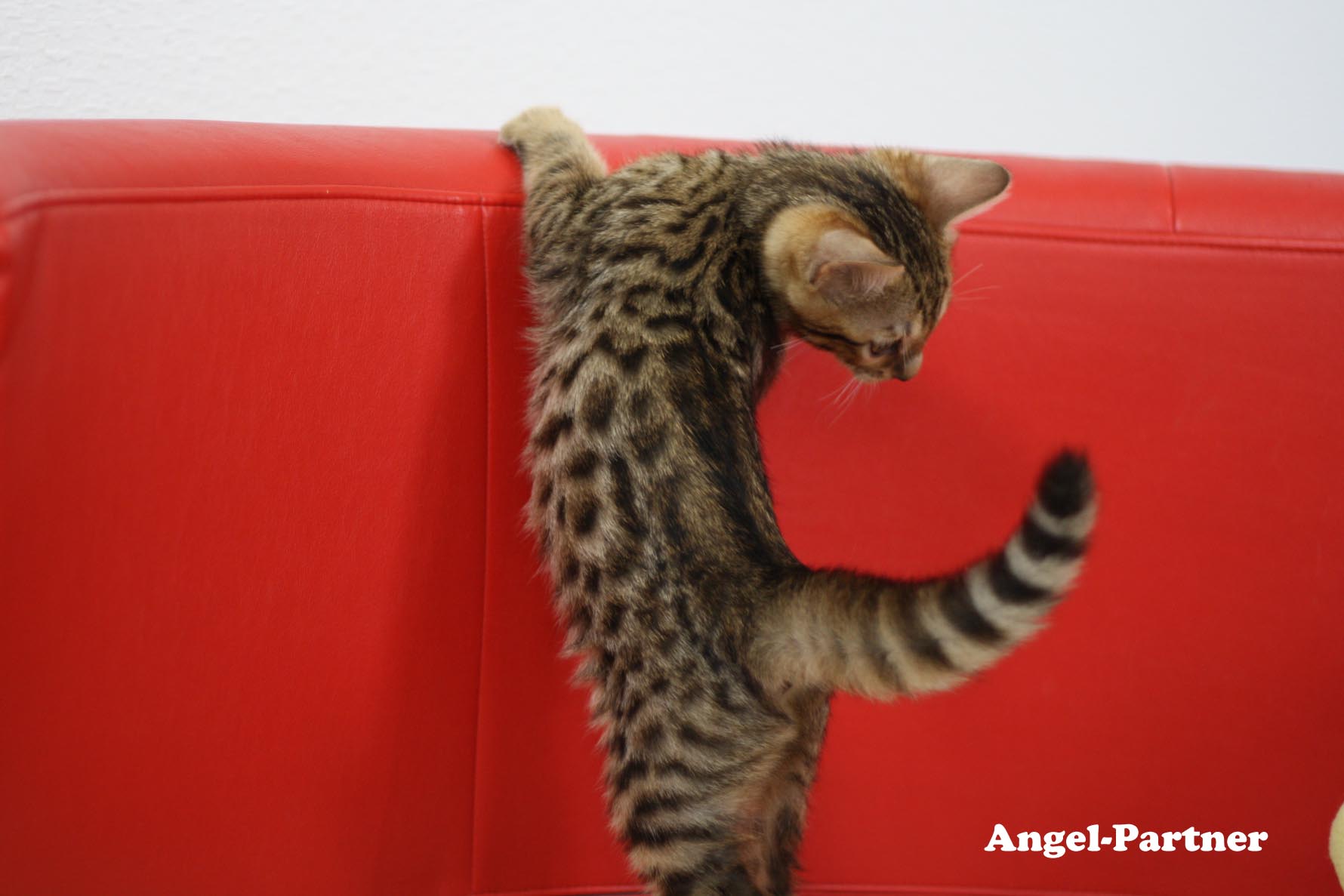 ベンガルの子猫画像