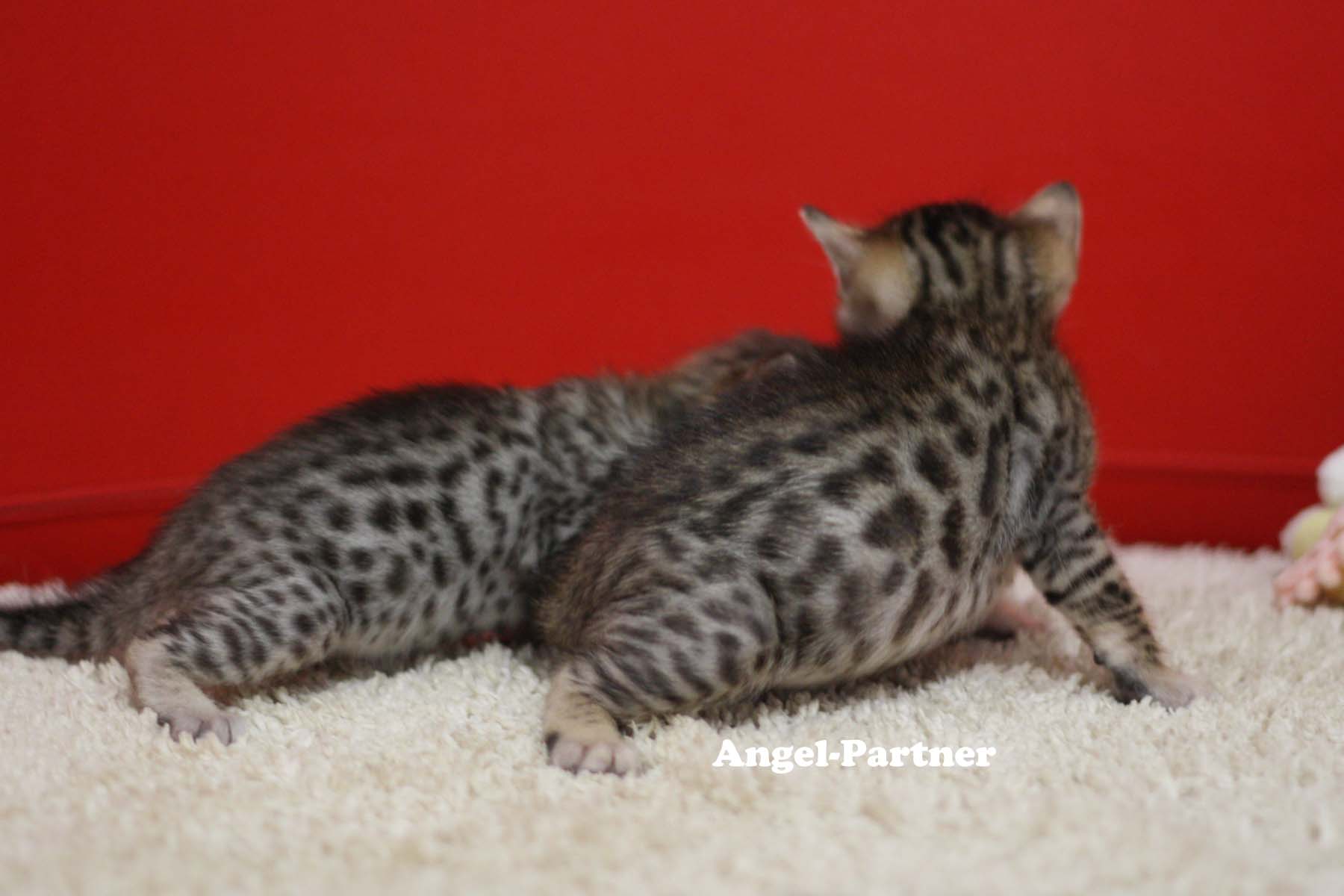 ベンガルの子猫画像