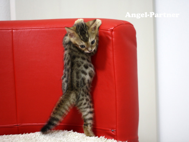 ベンガルの子猫画像