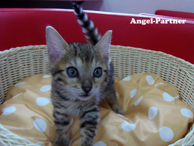 ベンガルの子猫画像