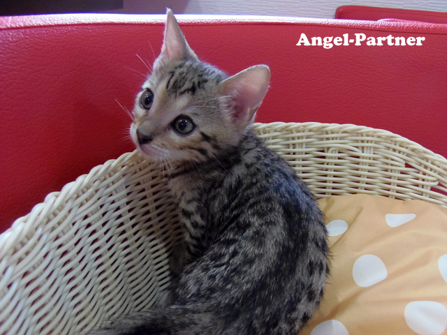 ベンガルの子猫画像