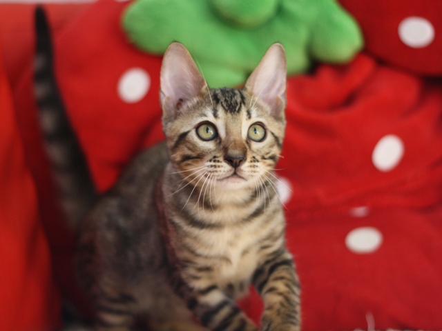 ベンガルの子猫画像