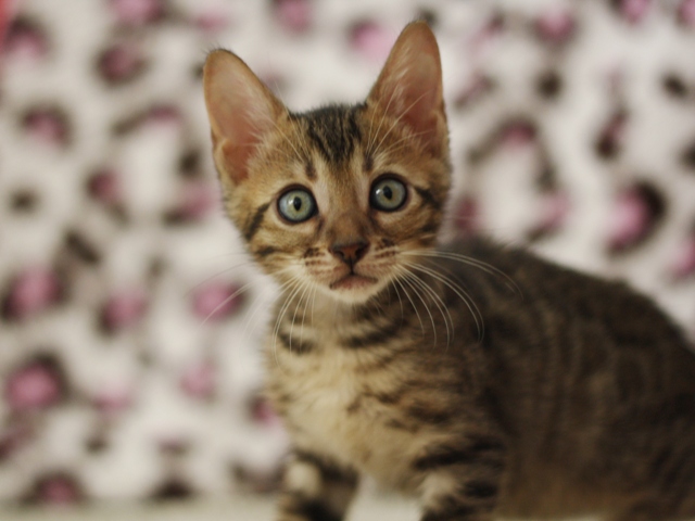 ベンガルの子猫画像