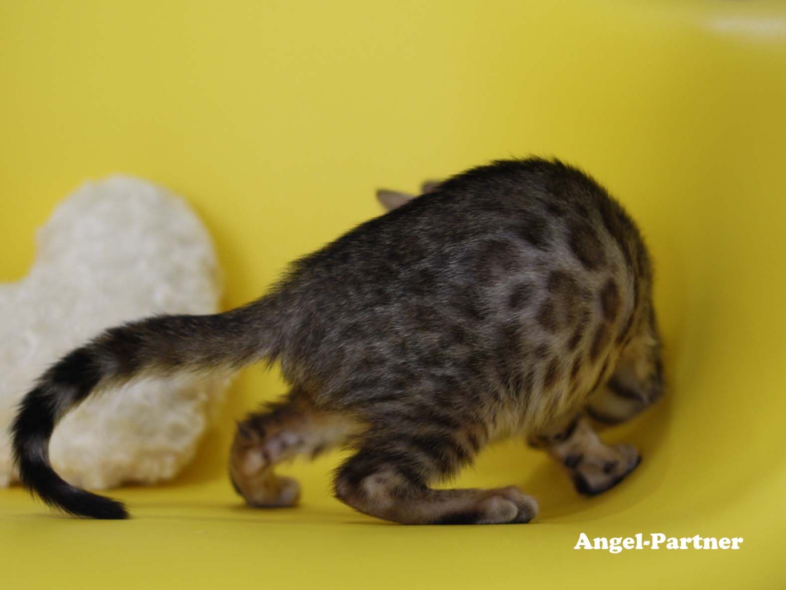 ベンガルの子猫画像