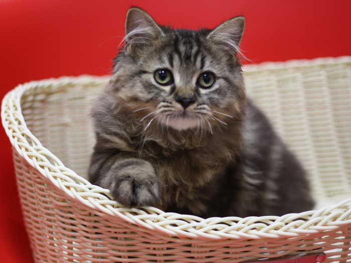 ミヌエットの子猫