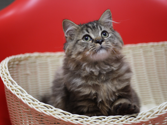 ミヌエットの子猫