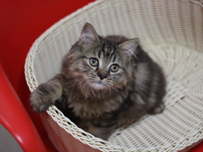 ミヌエットの子猫