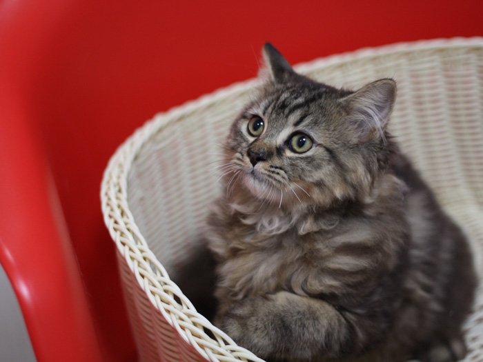 ミヌエットの子猫