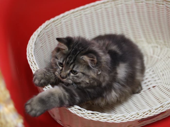 ミヌエットの子猫