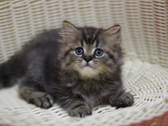 ミヌエットの子猫