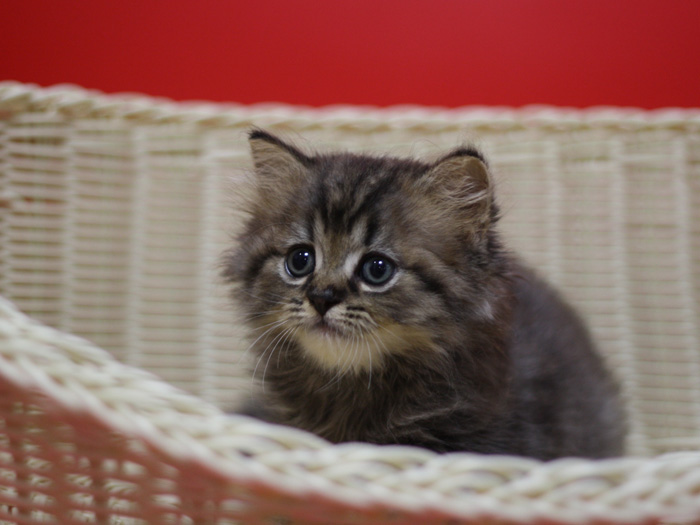 ミヌエットの子猫