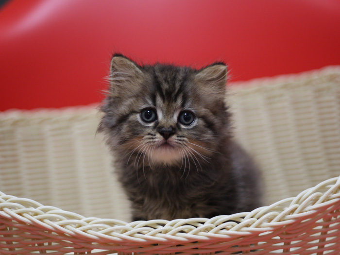 ミヌエットの子猫