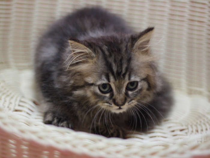 ミヌエットの子猫