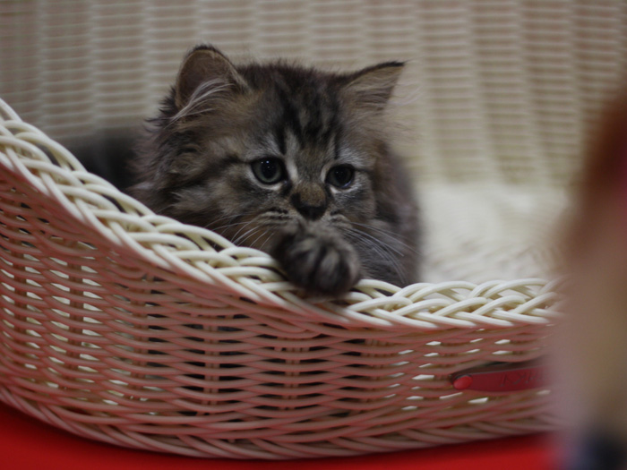 ミヌエットの子猫