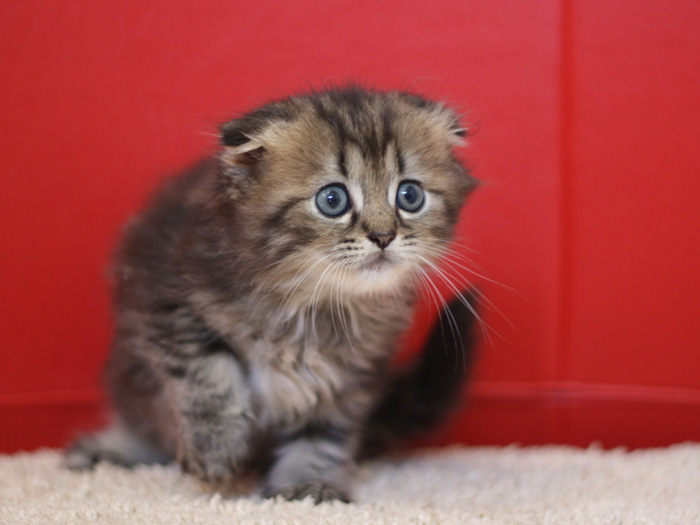 ミヌエットの子猫