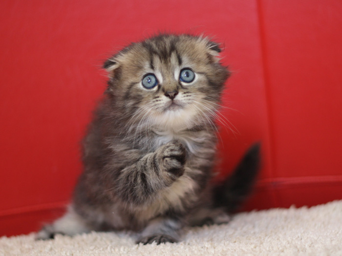 ミヌエットの子猫